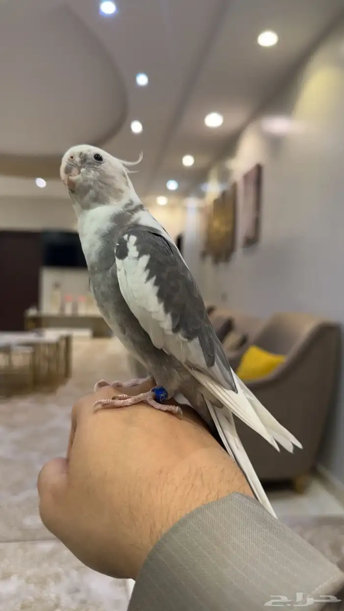 تم البيع تم البيع 4