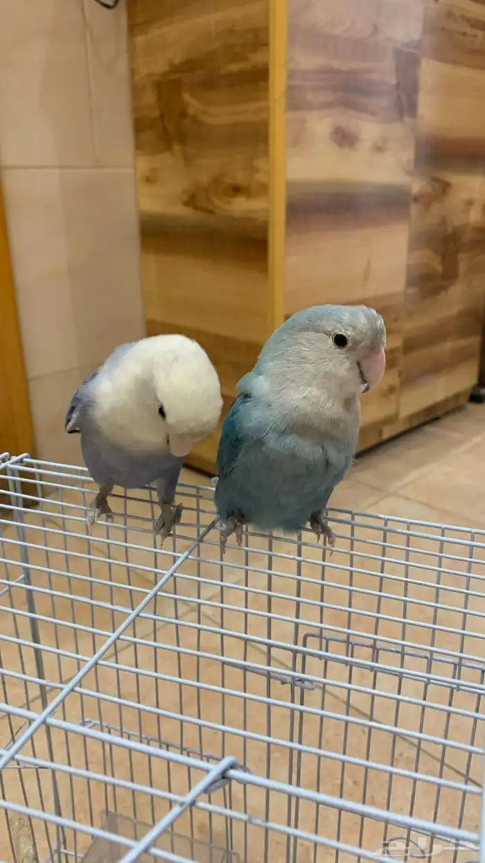 طيور روز منتج اليف 6