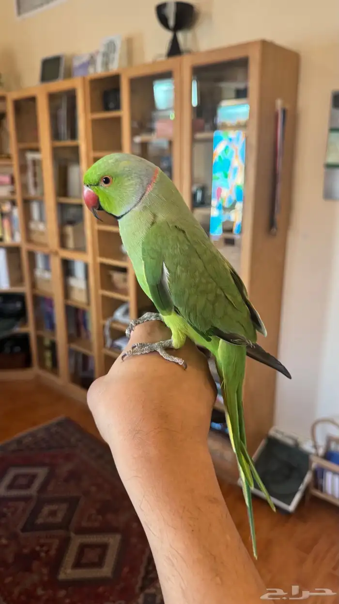 ذكر درة اليف 1