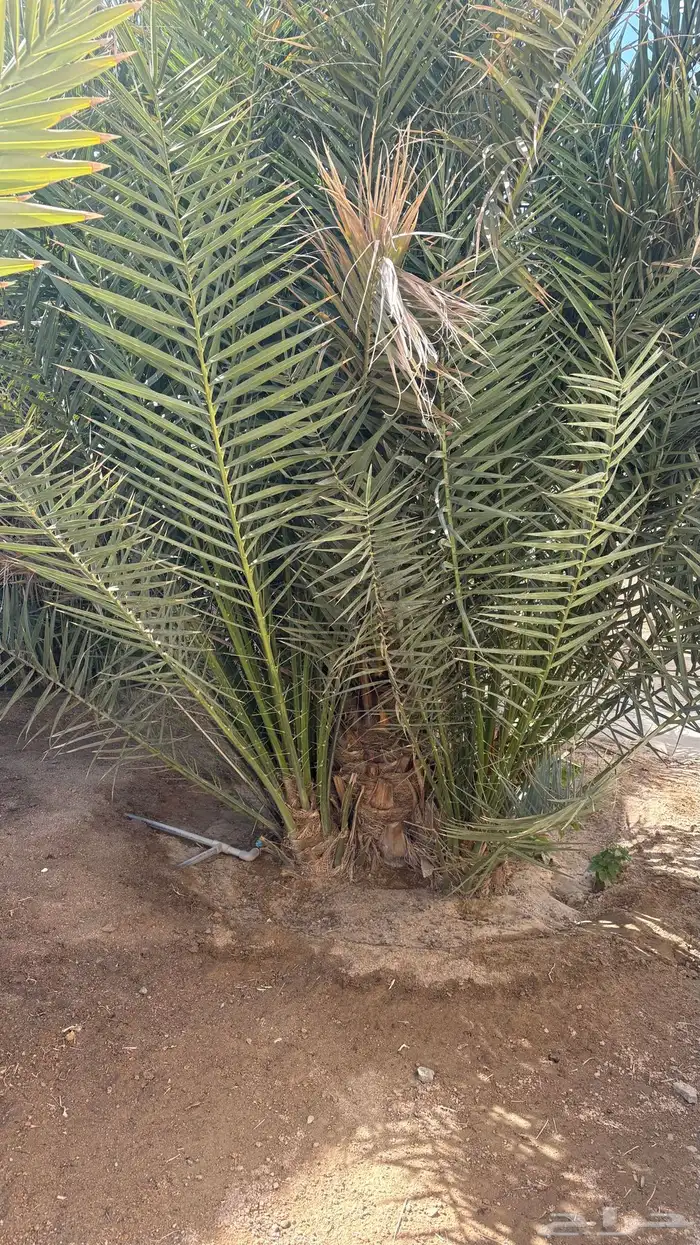 نخل للبيع 0