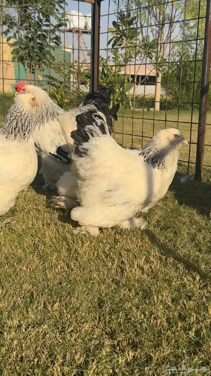 للبيع طقم دجاج براهما 4