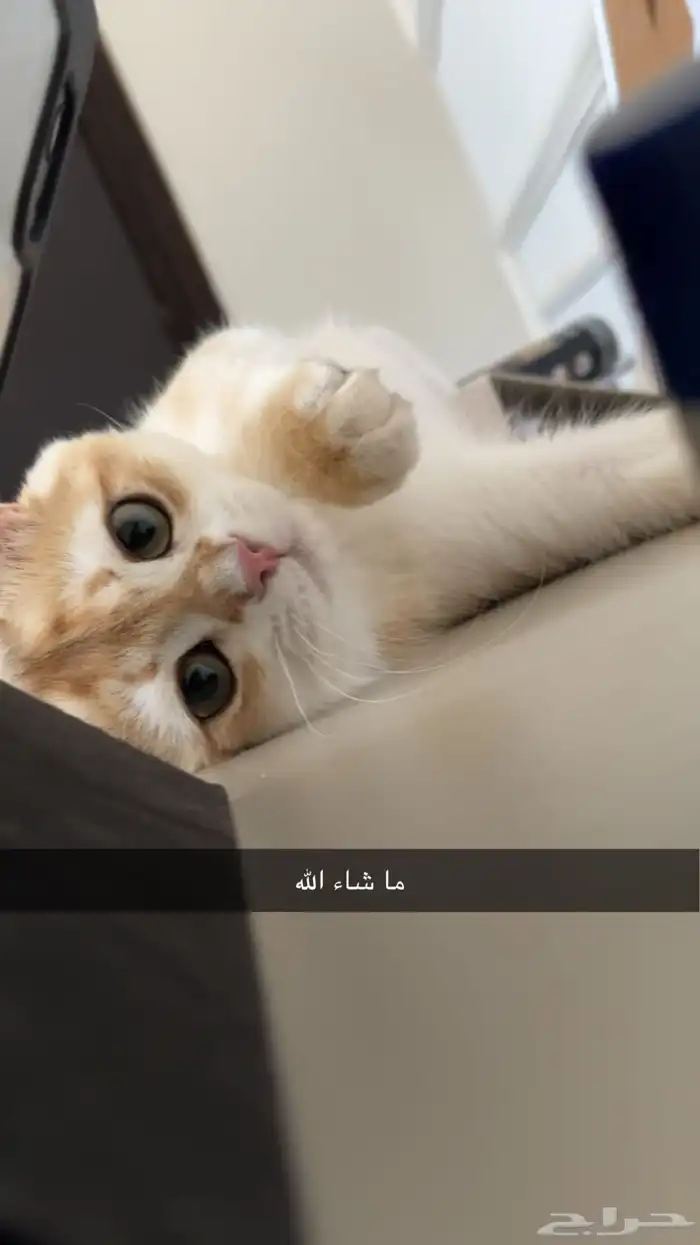 ما شاء الله قط ذكر سكوتش تزاوج 0