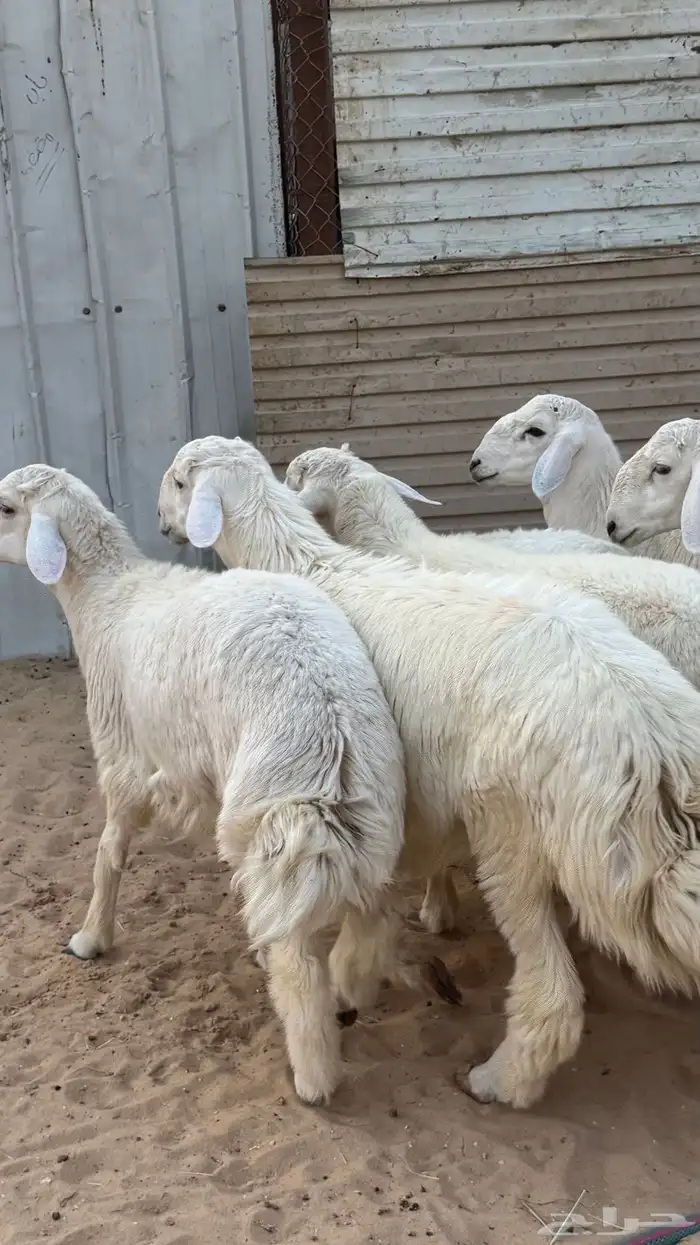 ذبايح حريات 0