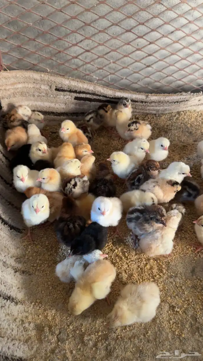 صوص بلدي تم البيع 1