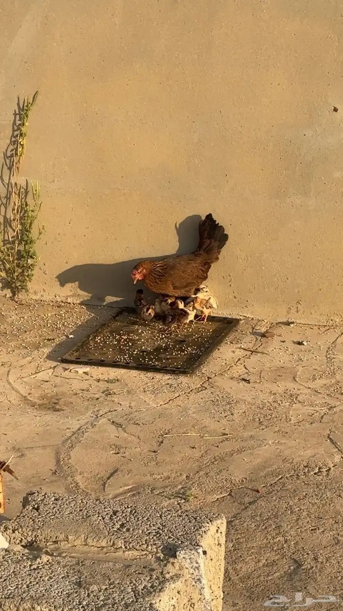 دجاجه بلدي 1