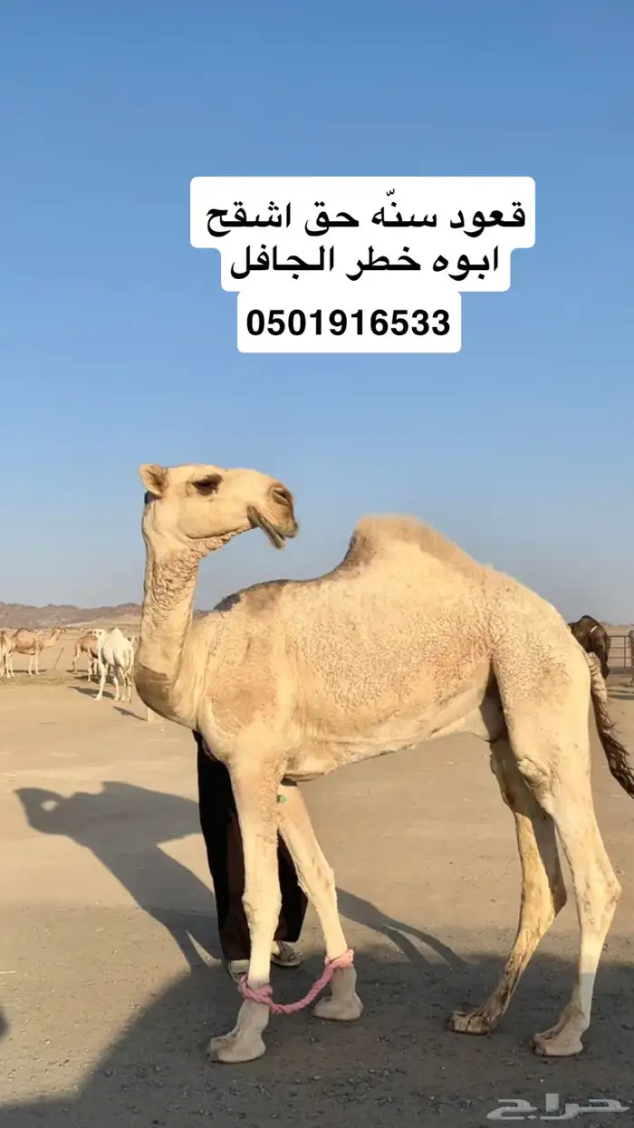 قعود حق على الجافل الشيباني 0