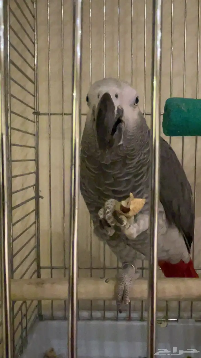 كاسكو هولندي محجل متكلم بالوجه طفرة الريش الناعم 1