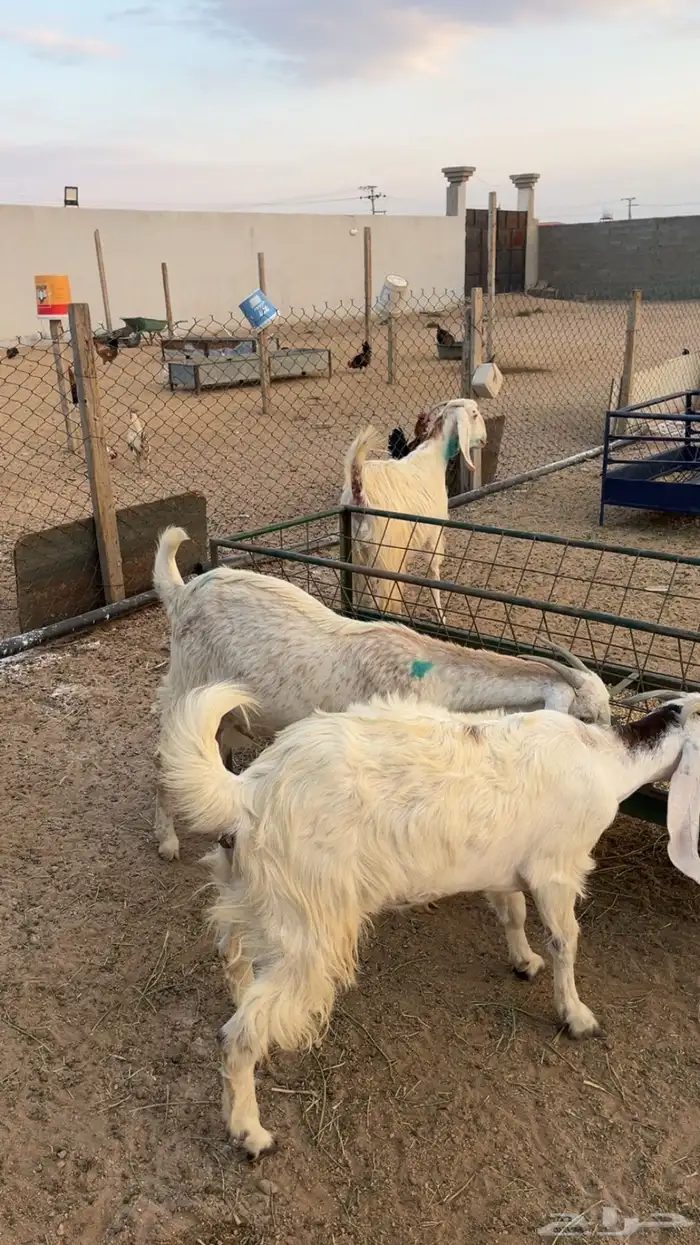 معزا فواخر العدد 3 3