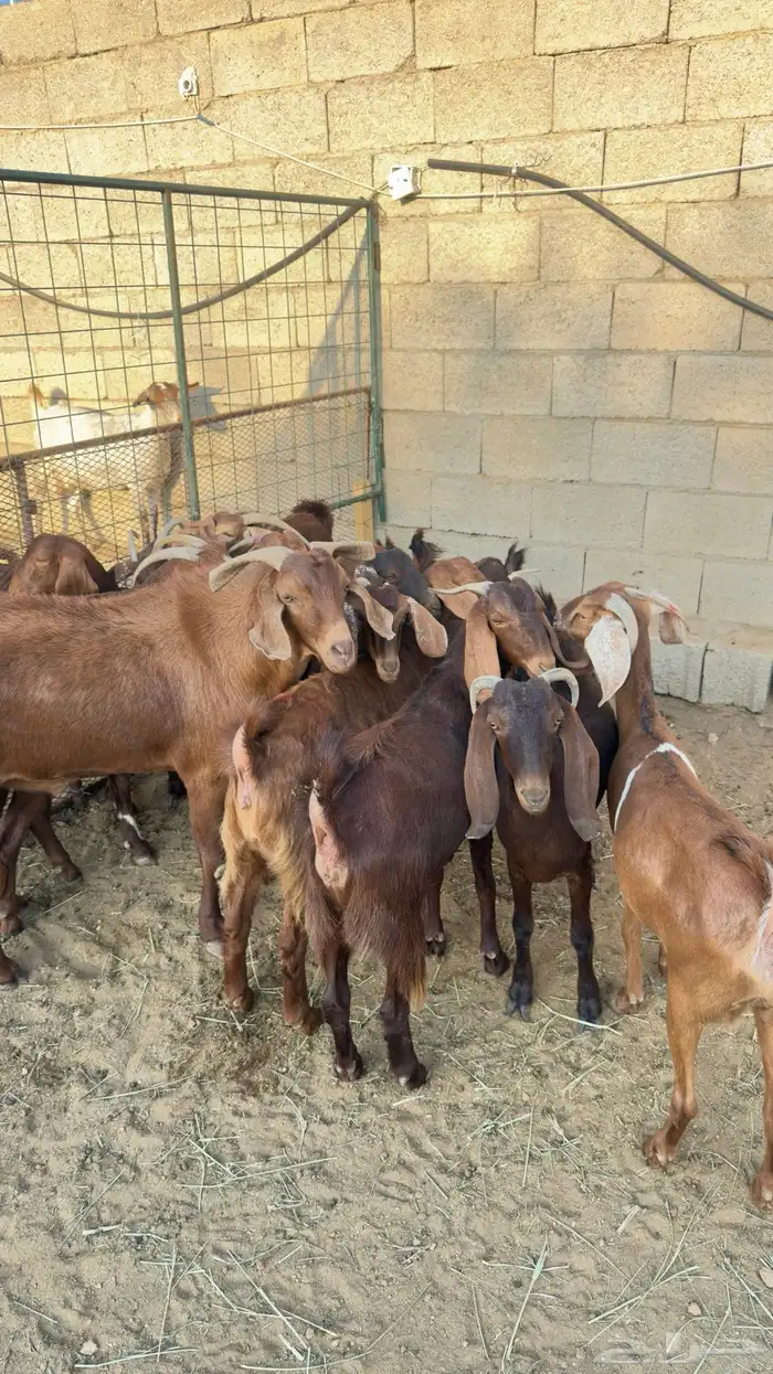 معزا صغار سن 2