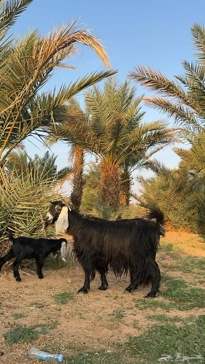 عنز عارضيه والد 0