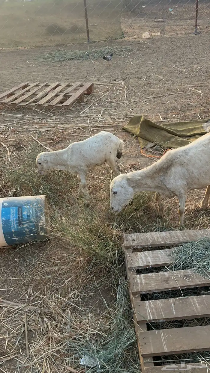 نعجه منتوج 3