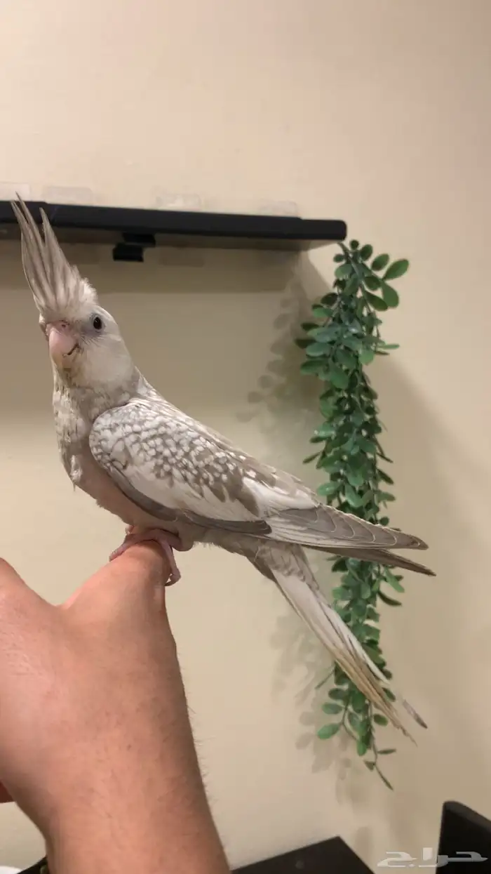 (مباع) كروان هولندي فايلوت اليف جد ا (لون مميز ونادر نسبيا ) 0