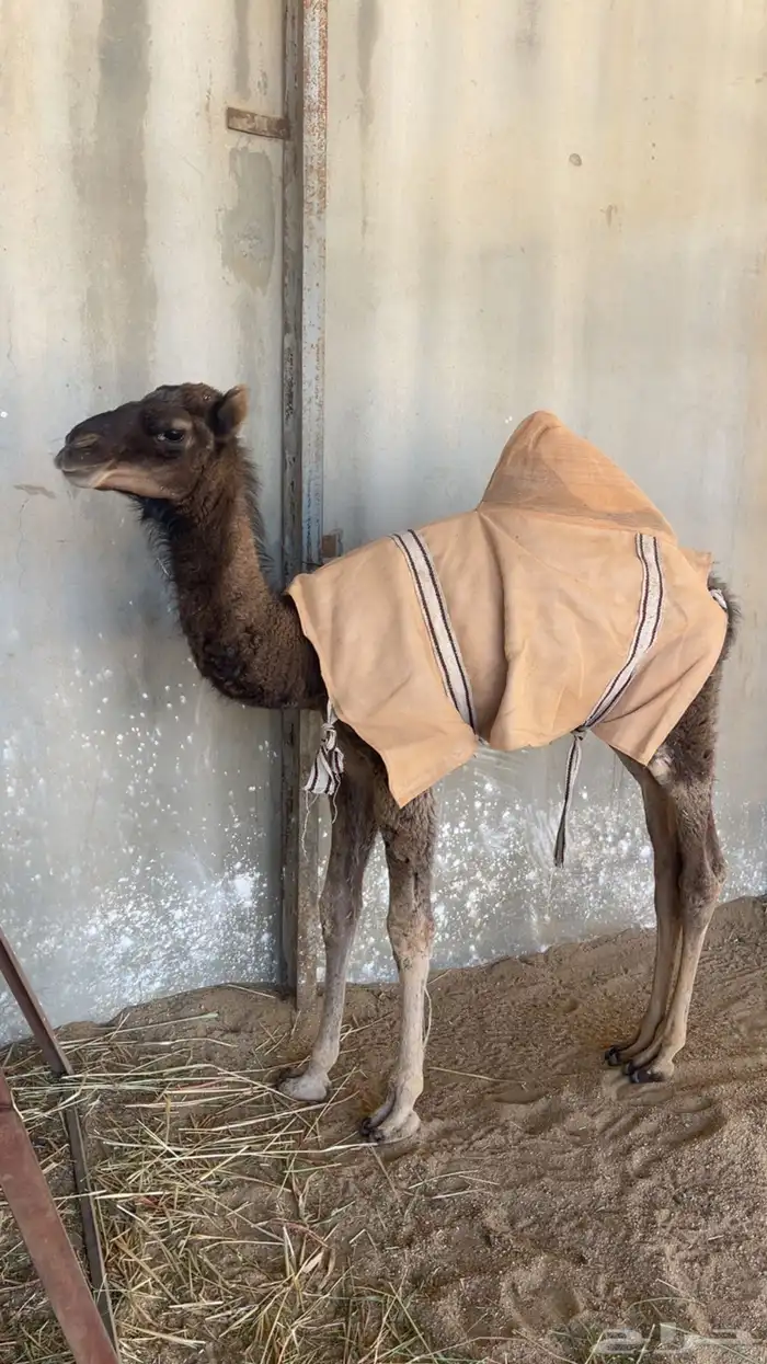 خلفة ساحلية منيحة 4