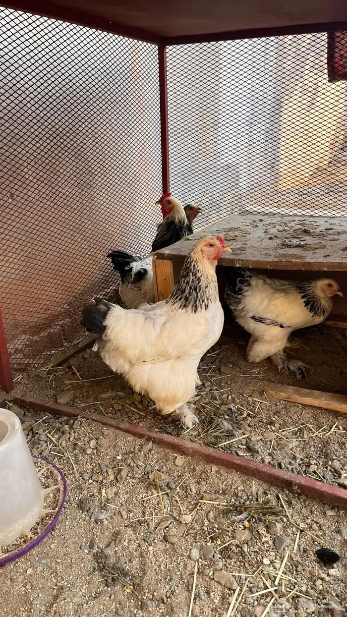 دجاج براهما 2