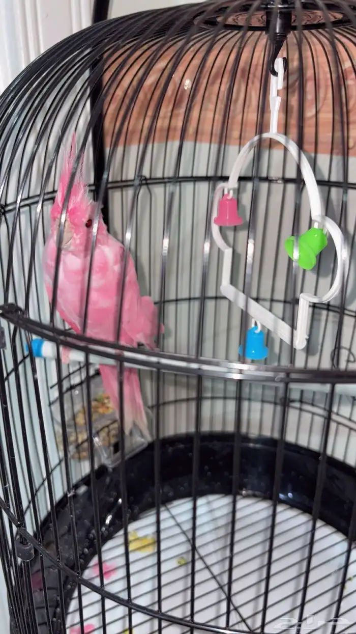 كروان البينو 4 شهور 1