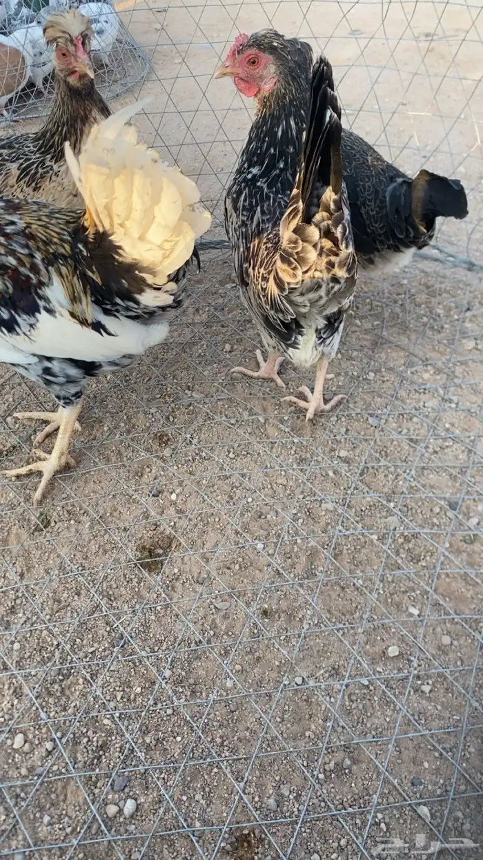 دجاج طقم ترثه قديم 0