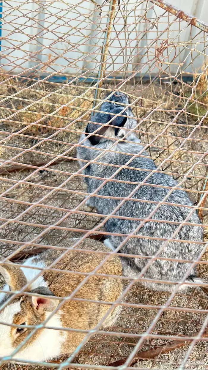 ارانب للبيع 0