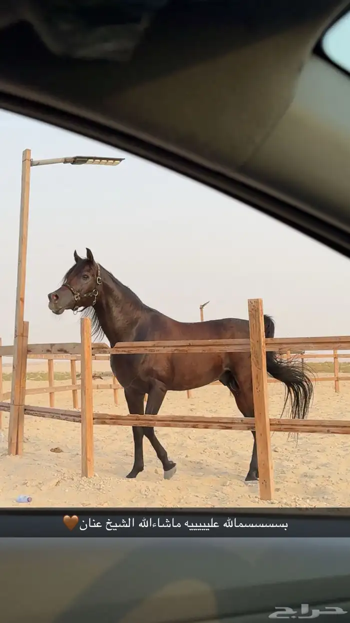 حصان شعبي كوميت 4