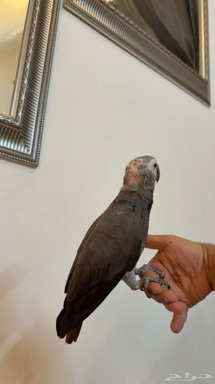 ببغاء كاسكو غيني 3