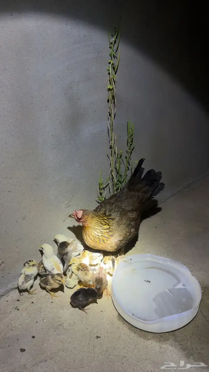 ديك للبيع مهجن باكستاني معا بلدي انتاجه الصوره الثانيه 1