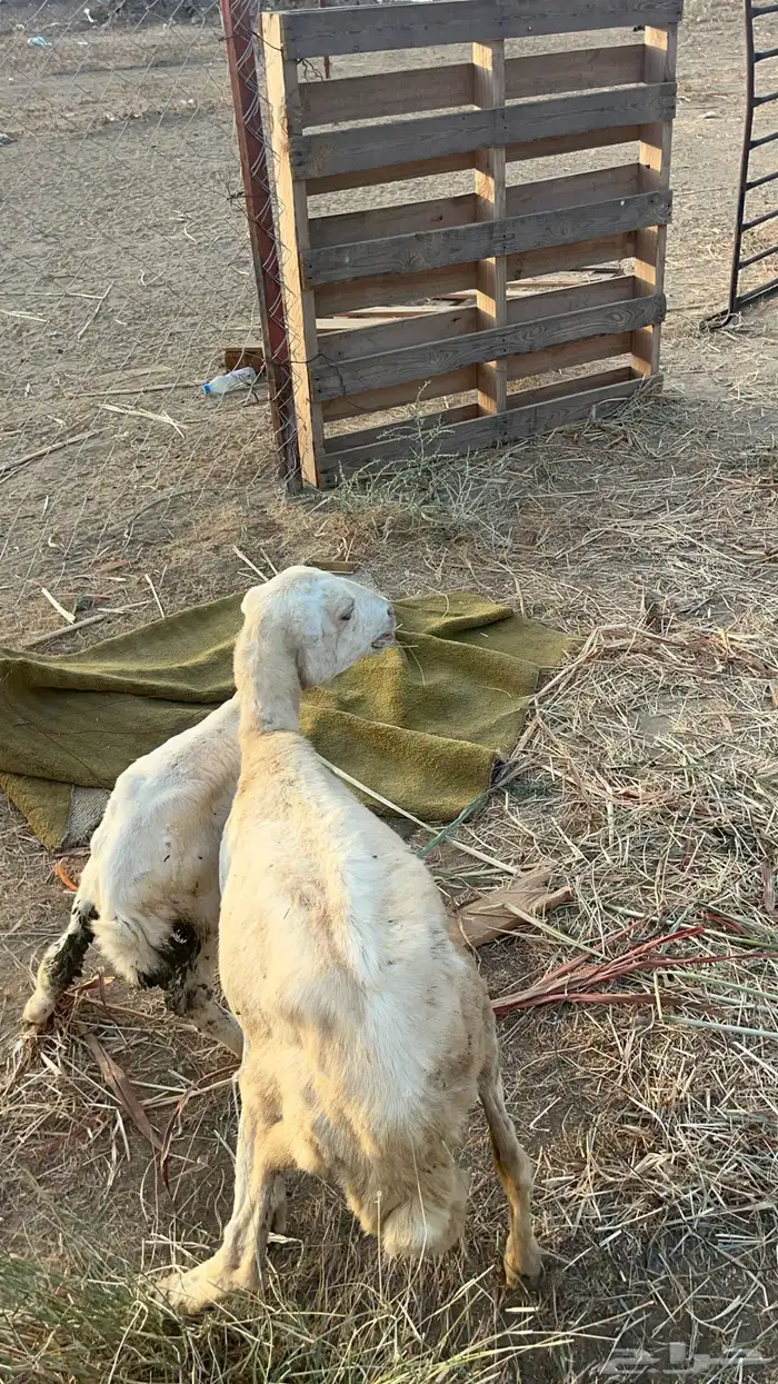 نعجه منتوج 1