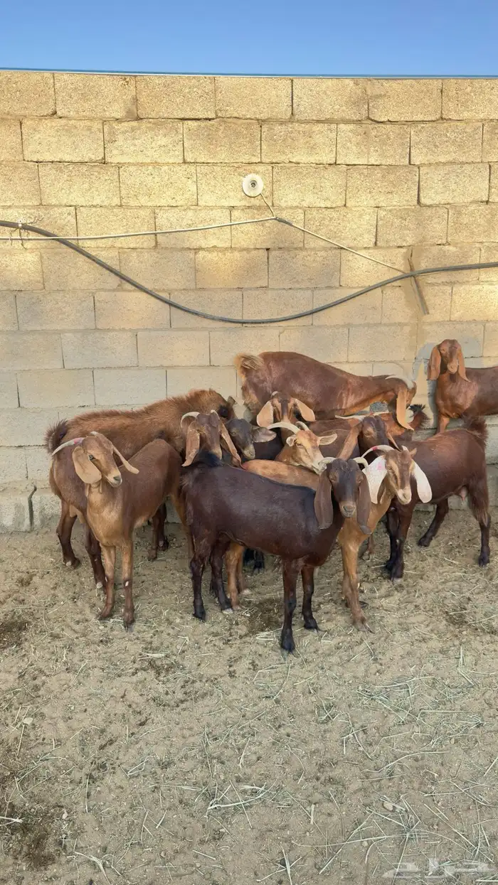 معزا صغار سن 7