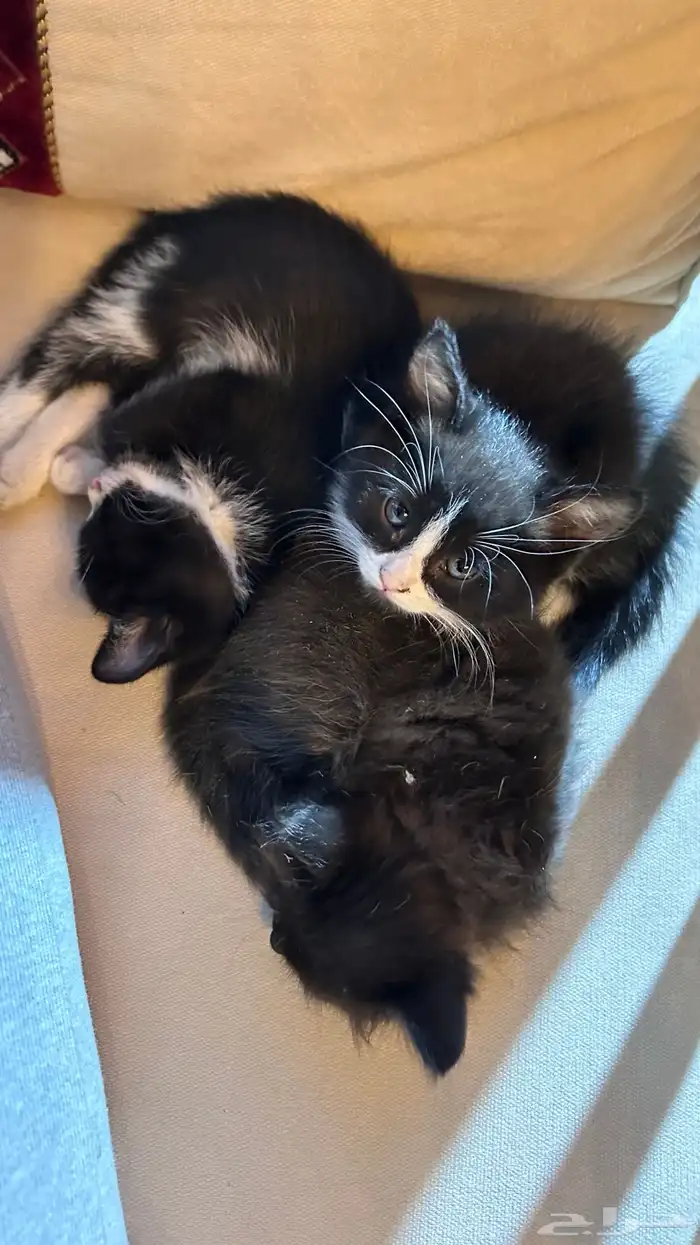 ثلاث كتنز و ام للتبني 0