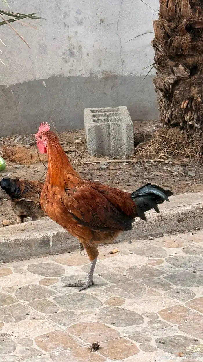 دجاج للبيع 2