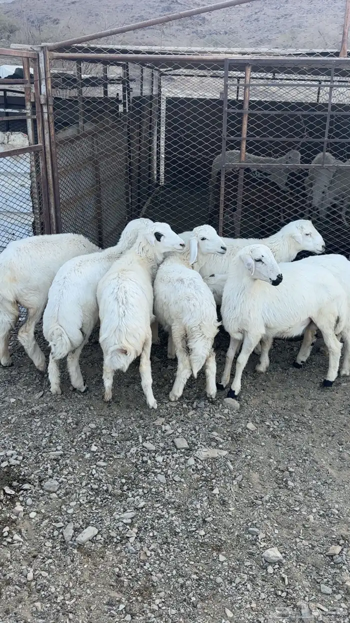 طليان ورخال 0