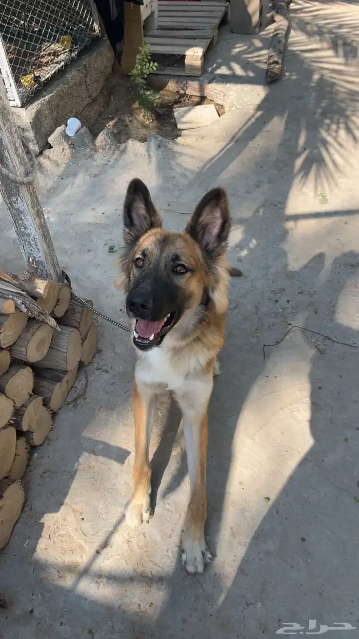 كلب حراسه 1