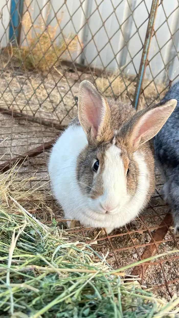 ارانب للبيع 3