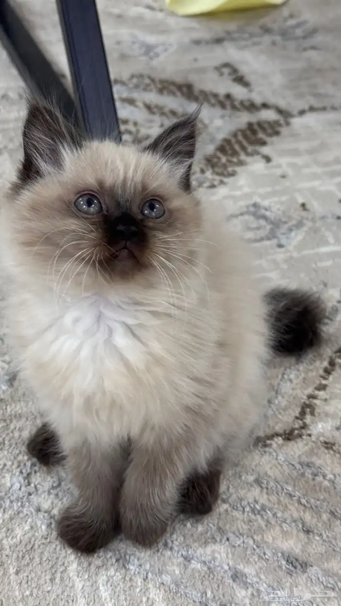 كيتن همالايا للبيع 13