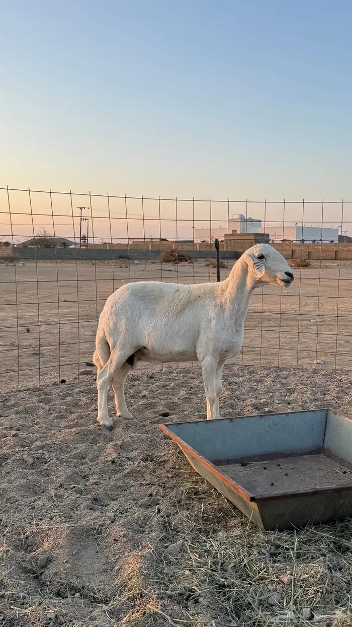 شاه حايل كفو شحم 0