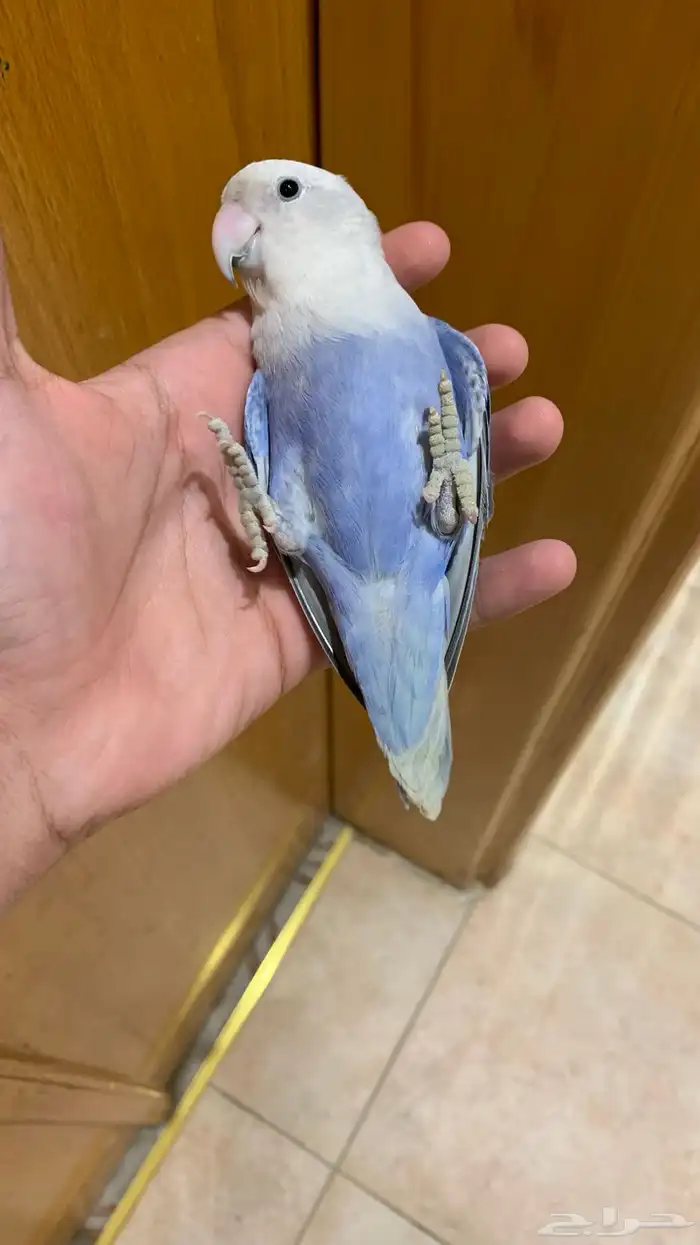 طيور روز منتج اليف 1