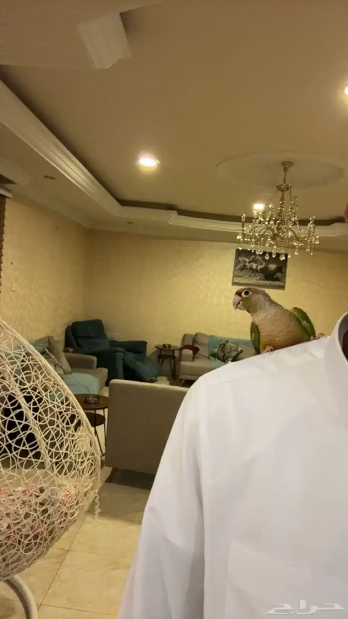 ببغاء كنيور اناناس 2