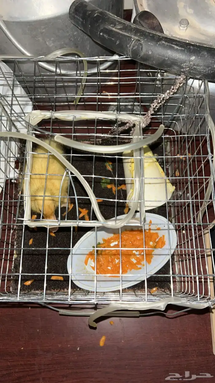 بط صغيرة أليفة 1