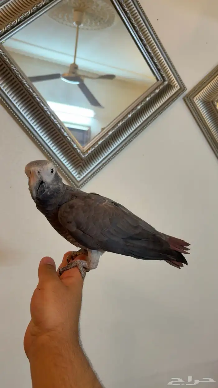 ببغاء كاسكو غيني 0