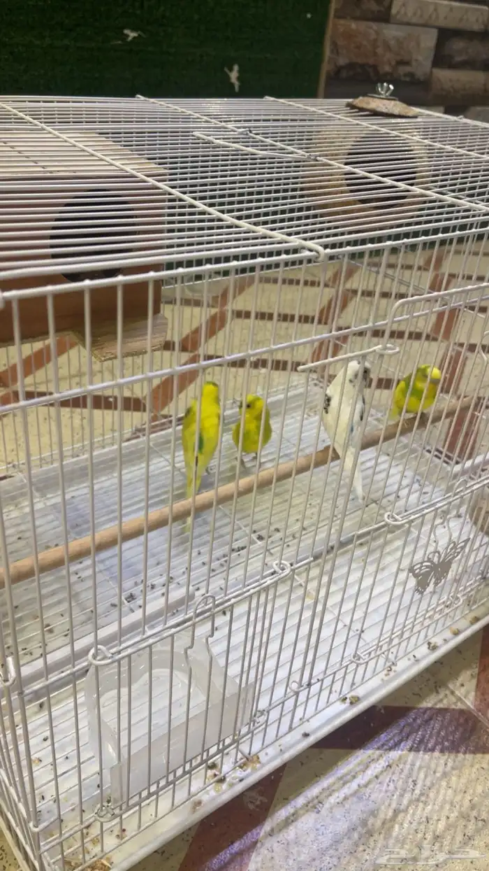 عصافر الحب للبيع 1