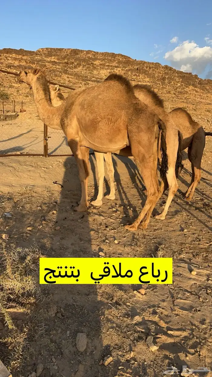 للبيع 5من الابل بفحلها 2