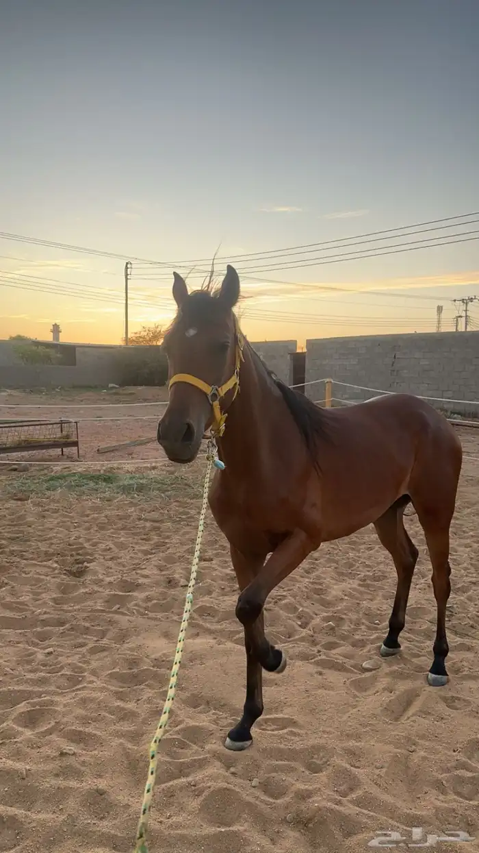 فرس شعبيه جميله منتجه 0