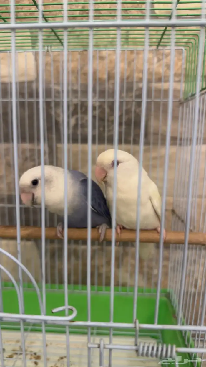 جوز روز الليفين 2