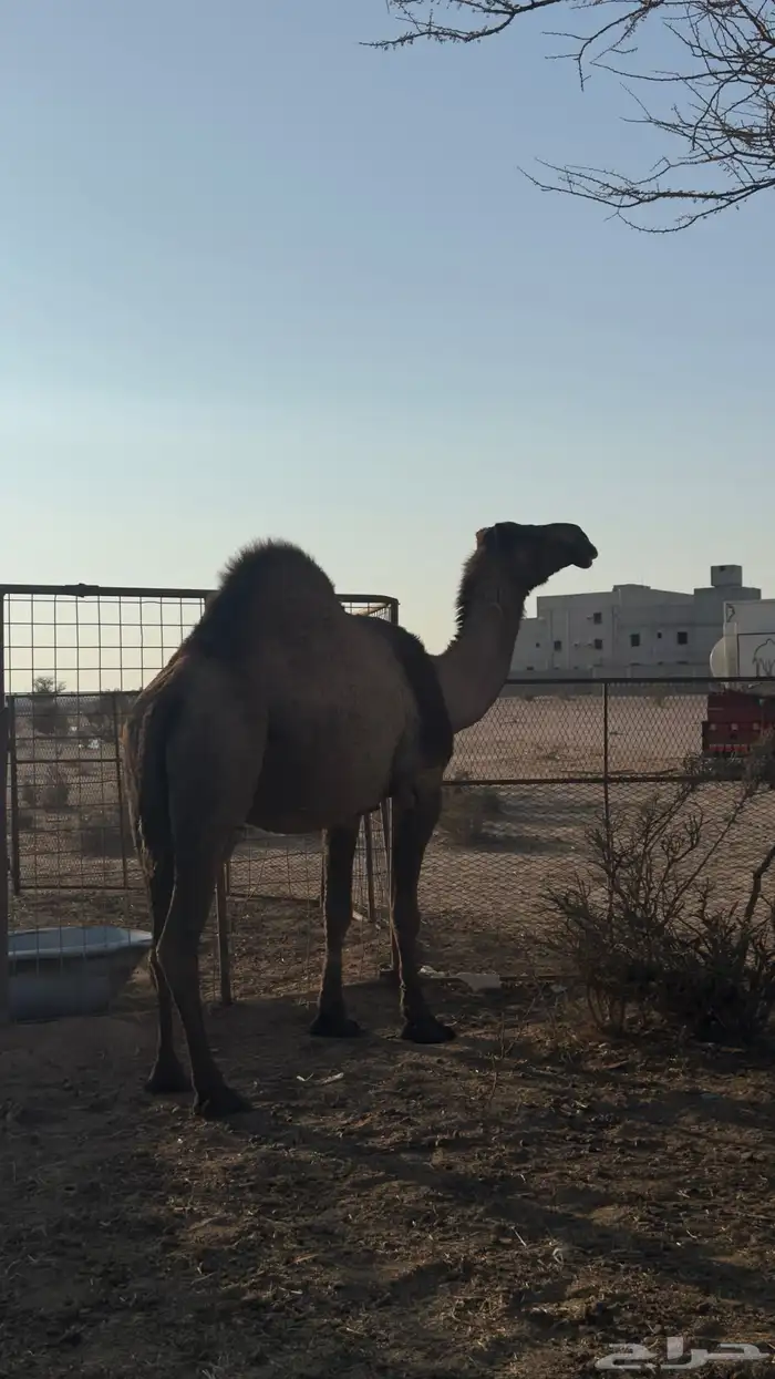 ناقه صفرا لقحه 2