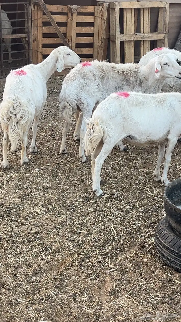 حريات دفيع على الشرط 4