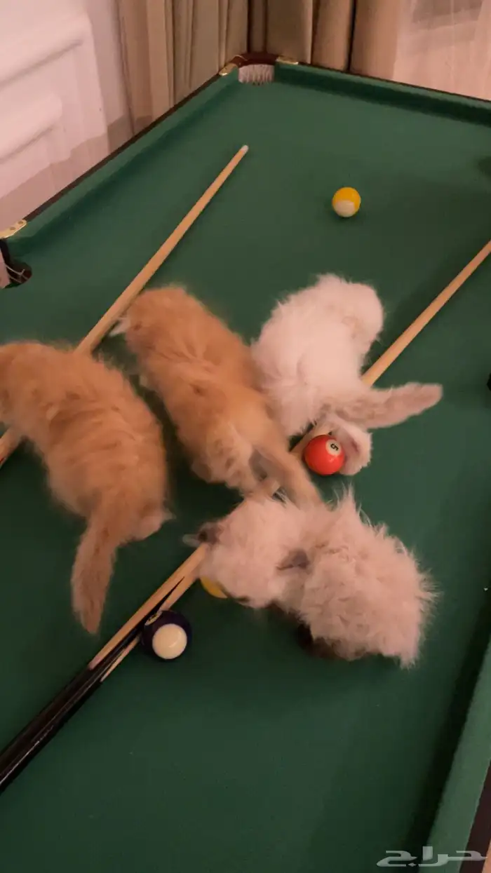 عندي قطط عمر شهرين ويعرفون للحمام والاكل 0