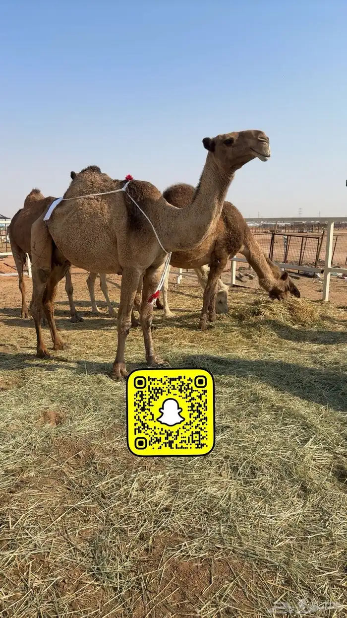 ذود صفر العدد 21 0