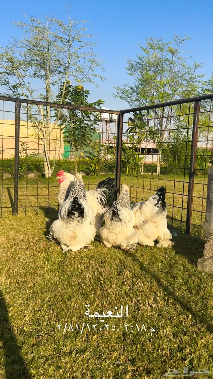 للبيع طقم دجاج براهما 0