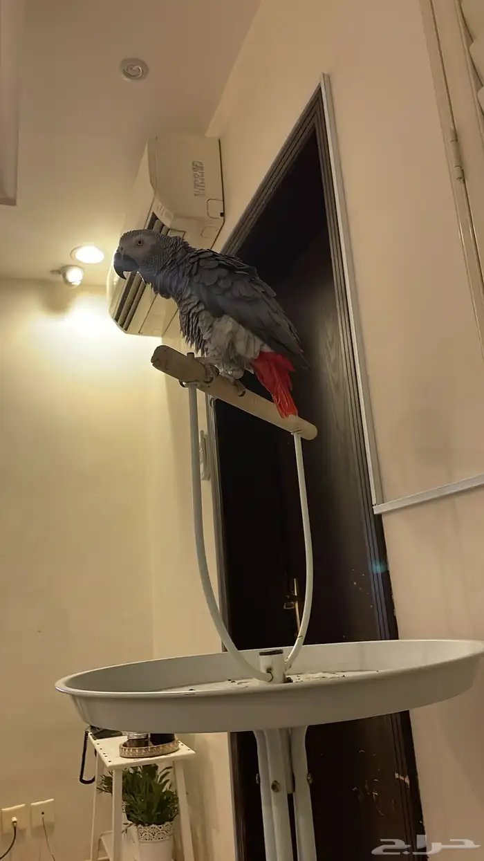 كاسكو هولندي محجل متكلم بالوجه طفرة الريش الناعم 4