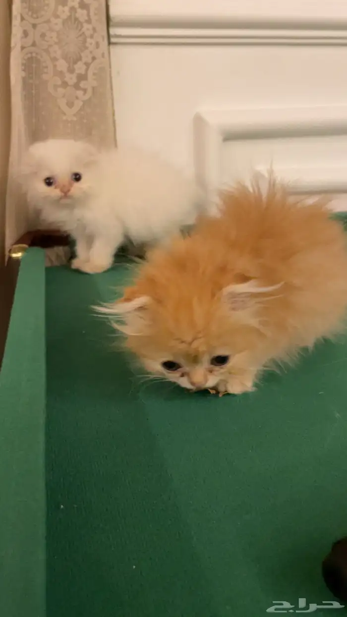 عندي قطط عمر شهرين ويعرفون للحمام والاكل 1