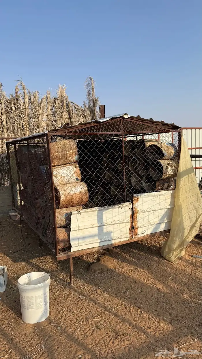 شبوك 2 3 بسطولهن 2