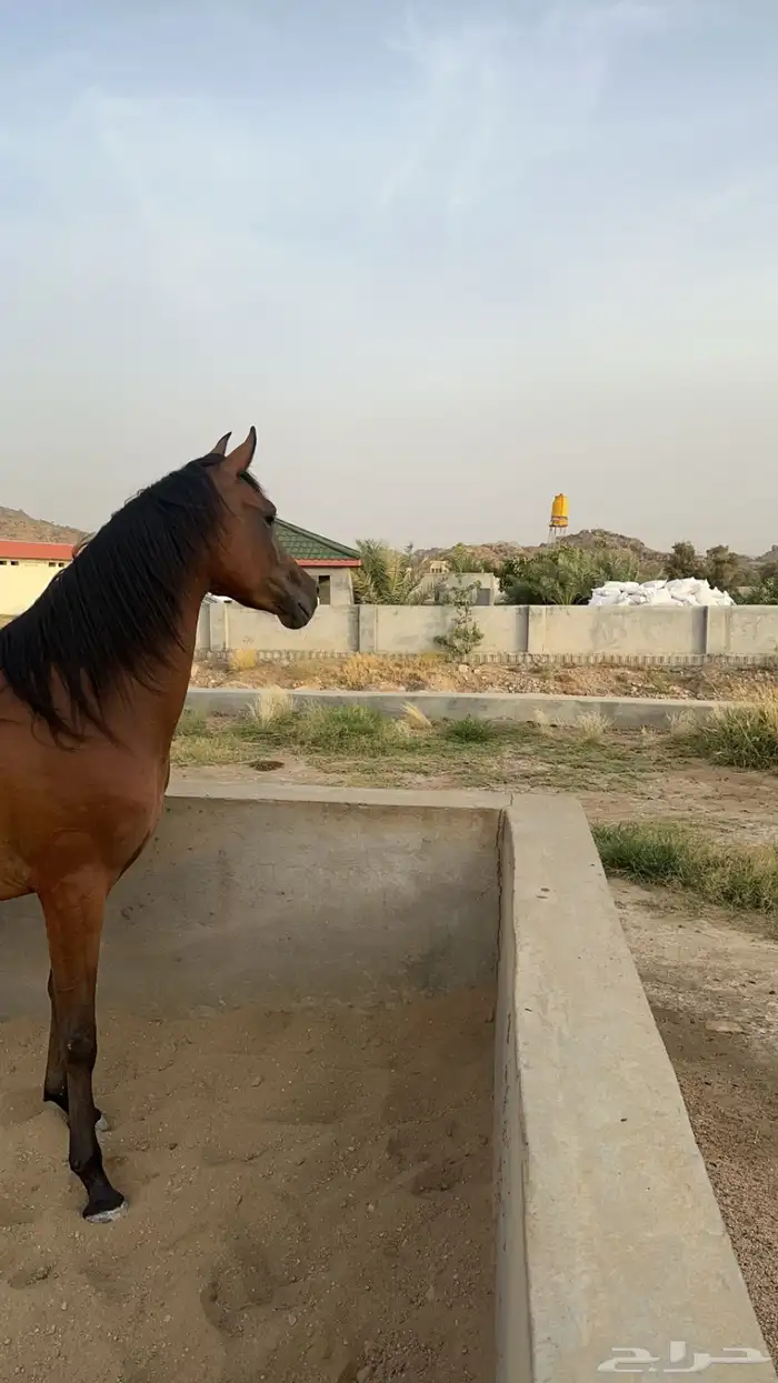 فرس شعبيه جميله منتجه 1